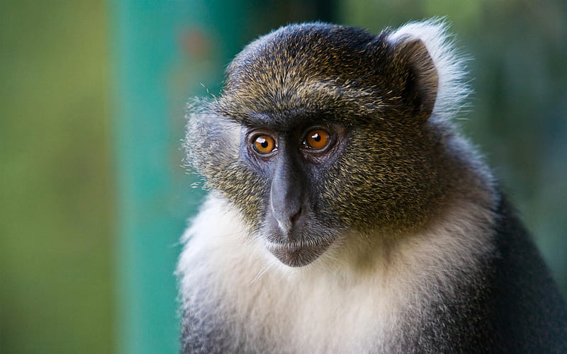sykes monkey mount kenya national park-Nature wild animals Featured, HD wallpaper