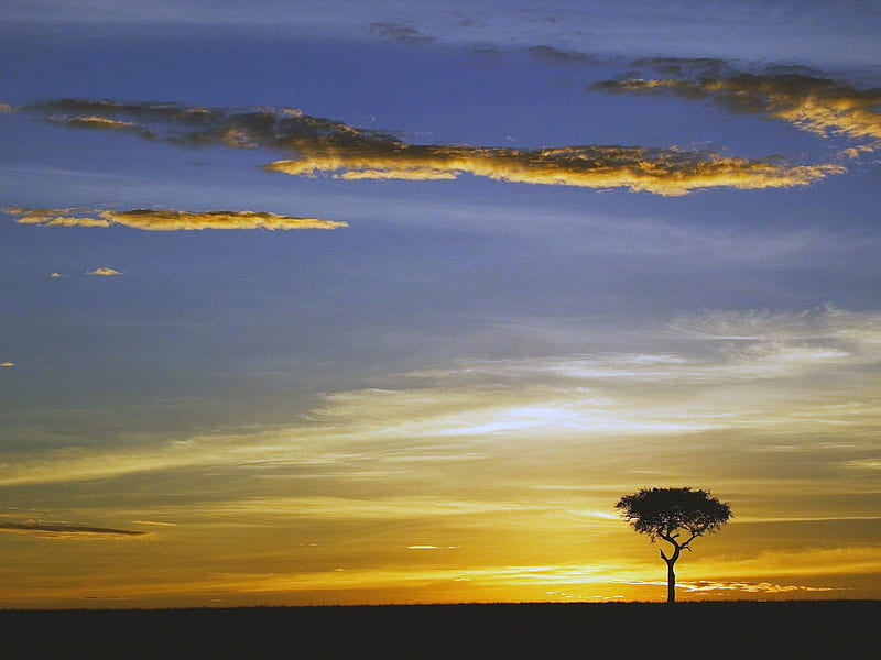 Single Acacia Tree at Sunrise Masai Mara Kenya, sunrise, sky, HD wallpaper