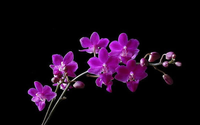 Pretty Orchid, Black and Purple Orchid, HD wallpaper