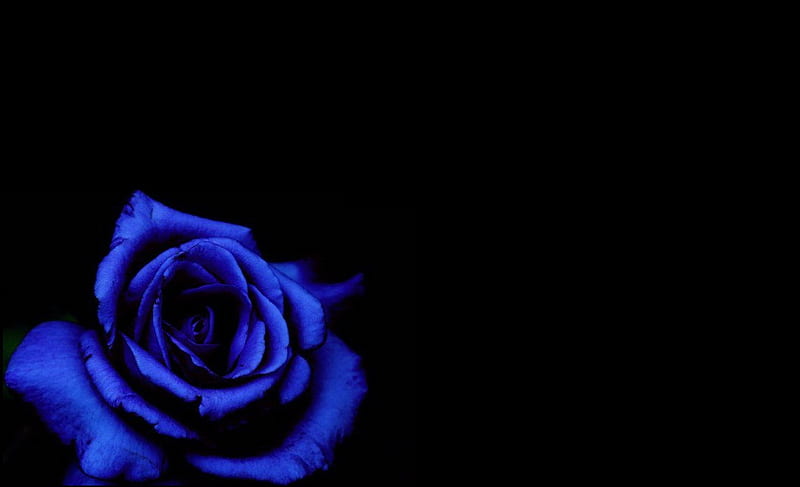 Rose•~, rose, bliack, blue roses, bonito, roses, blue rose, flower ...