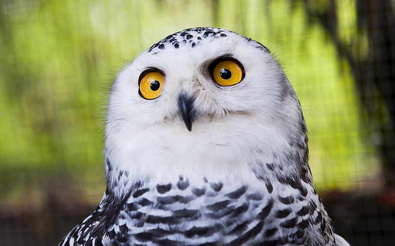 Snowy Owl-Animal, HD wallpaper