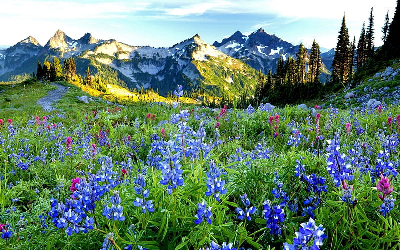 Bluebonnets Near Snowy Peaks, mountains, blossoms, spring, trees, landscape, HD wallpaper