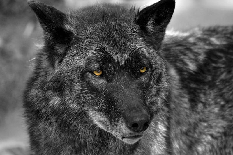 black wolf, canislupus, wolf art, black, saying, timber wolf, wolves, white, howling, wisdom, HD wallpaper