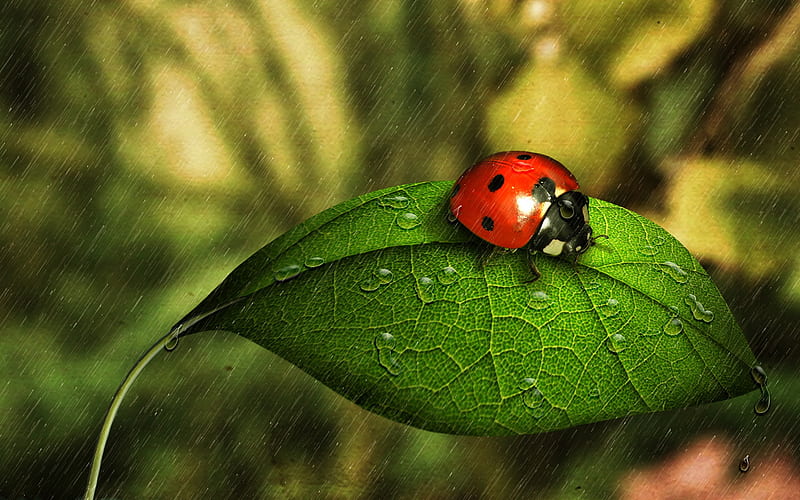 rain on me, red, polka dot, leaf, ladybug, green, insect, beauty, nature, rain, HD wallpaper