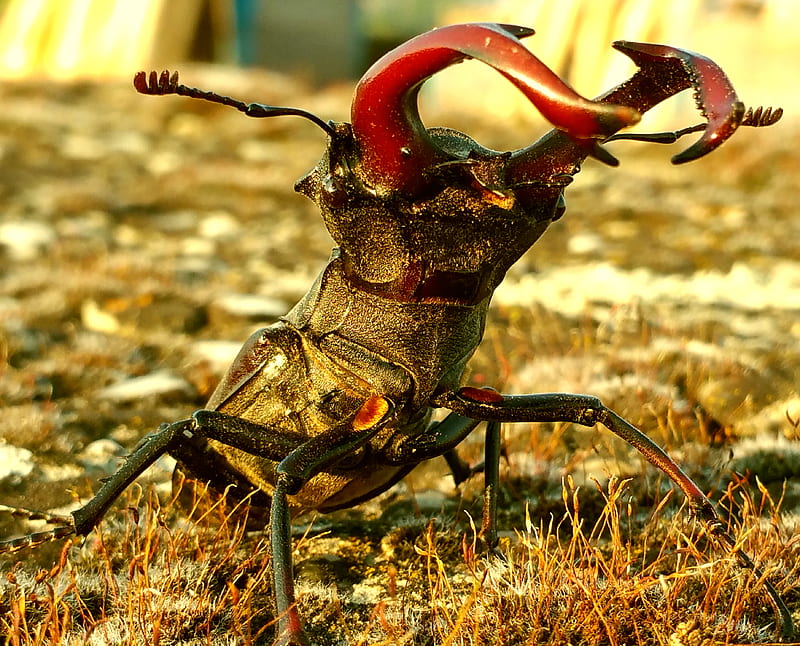 Stag Beetle, animals, HD wallpaper