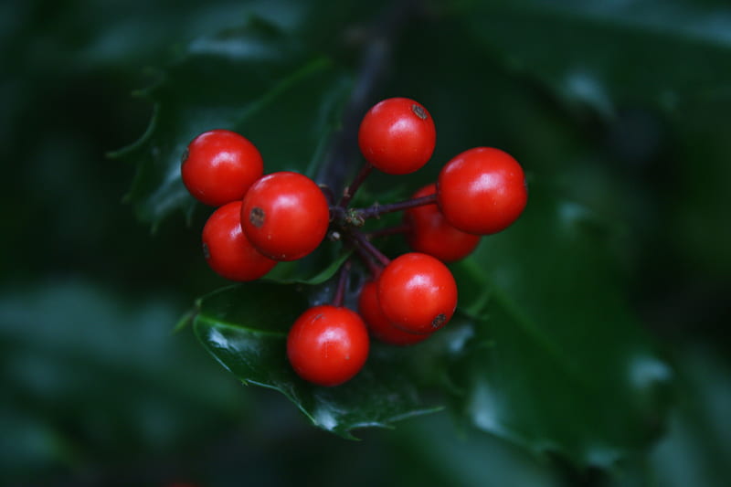 red round fruits on green leaves, HD wallpaper