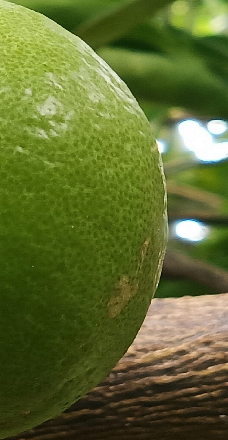 Michoacan Lemon, acido, fruta, limon, HD phone wallpaper