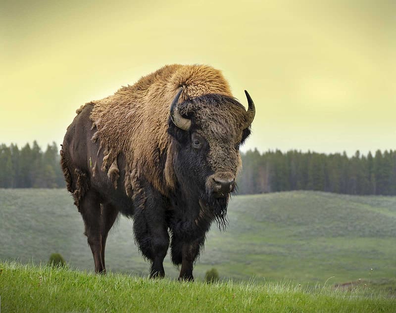 American Bison, animal, american, bovine, bison, HD wallpaper