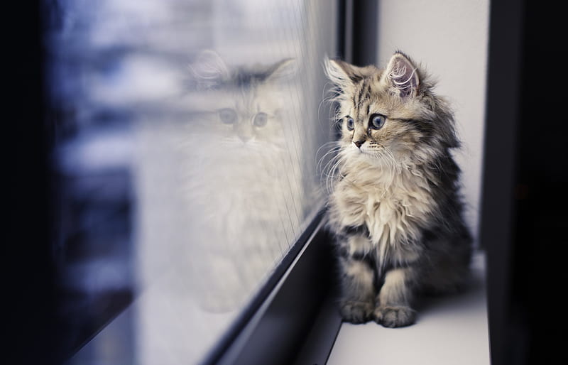 reflection, cat, kitty, glass, window, HD wallpaper