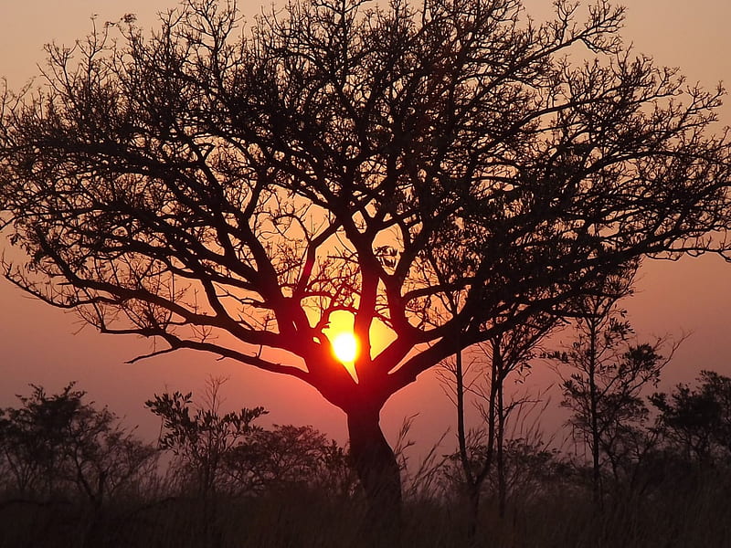 Kruger National Park Sunrise, Kruger National Park, Kruger, Kruger Sunrise, Sunrise, South Africa, HD wallpaper