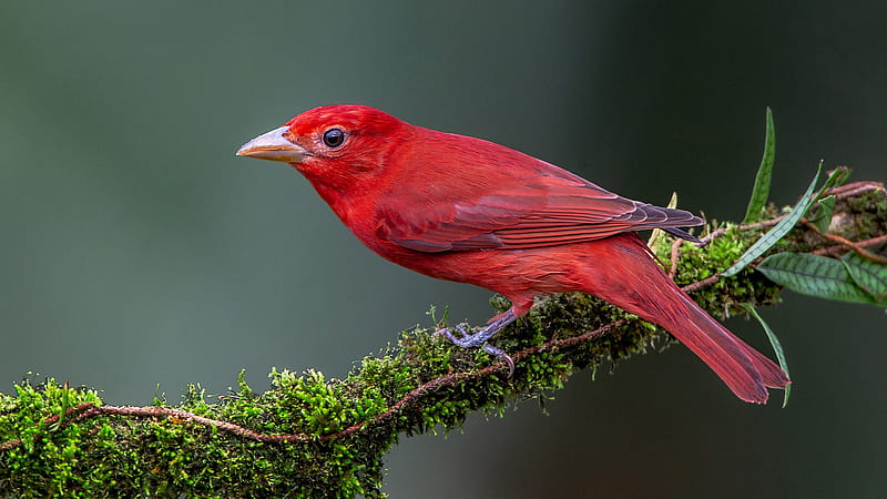 beautiful red tanager bird is sitting on green leaves covered tree branch in blur background animals, HD wallpaper