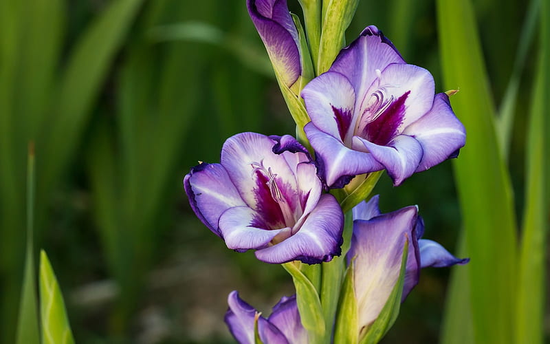 Gladiolus, flower, nature, purple, HD wallpaper