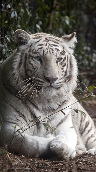 Tiger, orange, black, face, skin, white, eyes, animal, HD