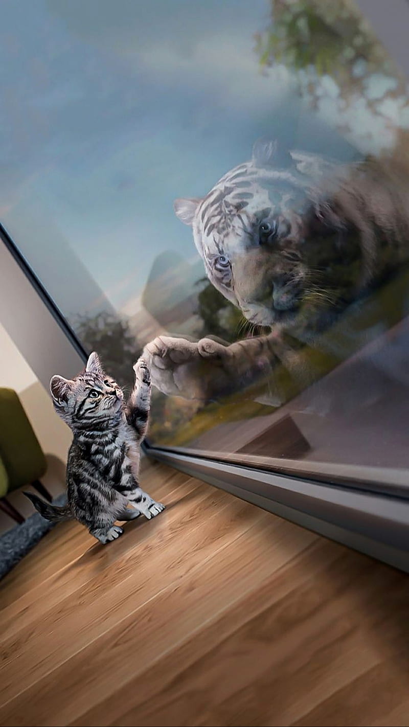 Dream big, cat, kitten, reflection, tiger, white tiger, window, HD phone wallpaper