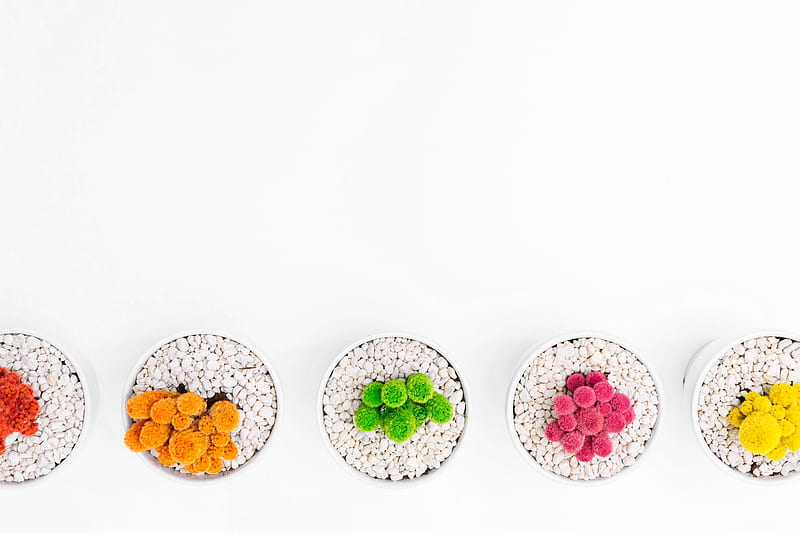 five assorted-color plants, HD wallpaper