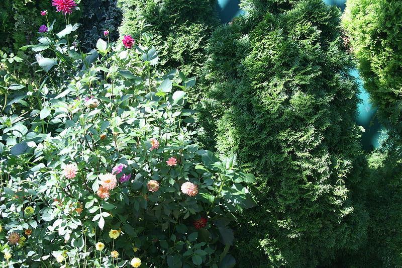 A green day at Edmonton garden 21, red, yellow, leaves, graphy, green, purple, Dahlia, garden, Flowers, pink, HD wallpaper