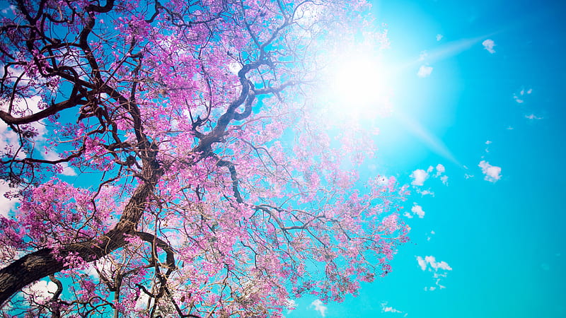Tree With Pink Flowers In Background Of Sun And Blue Sky Nature, HD  wallpaper | Peakpx