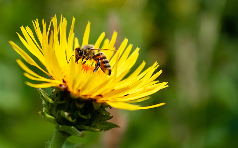 yellow and black bee on yellow flower, HD wallpaper