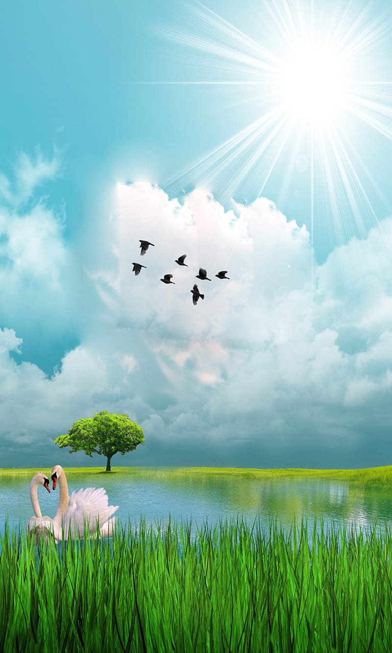 Nature , bird, birds, cloud, grass, nice, pond, sky, sun, swan, tree, HD phone wallpaper