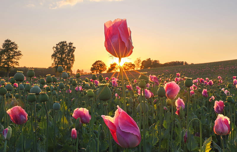 Flowers, Poppy, Field, Germany, Pink Flower, Sunbeam, HD wallpaper