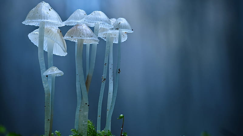 Closeup View Of White Mushroom In Blur Blue Background Nature, HD wallpaper