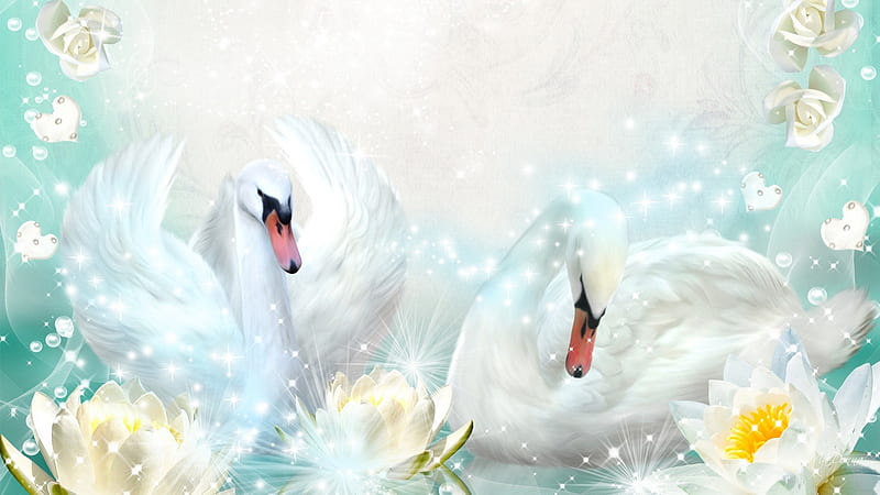 Swans and Lilies, stars, water lily, birds, soft, roses, forevere, corazones, swans, love, aqua, flowers, couple, HD wallpaper
