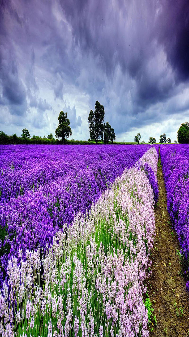 Purple Lavender fld, look, nice, HD phone wallpaper | Peakpx
