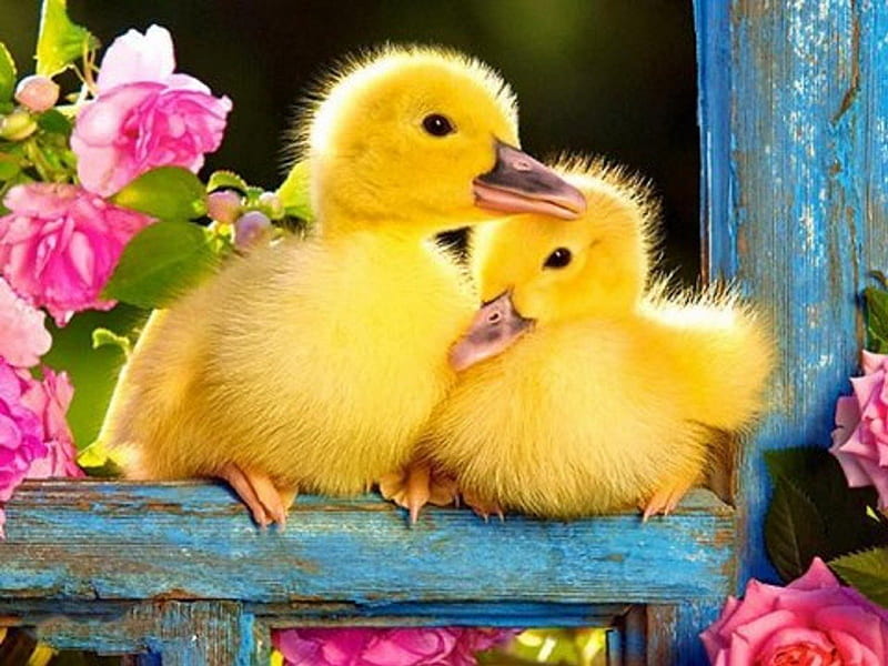 Springtime Friends, ducks, birds, ducklings, Spring, animals, HD wallpaper