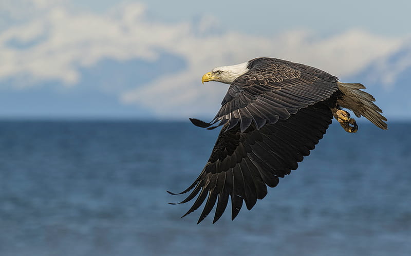 bald eagle, North America, flying eagle, beautiful birds, birds of prey, HD wallpaper