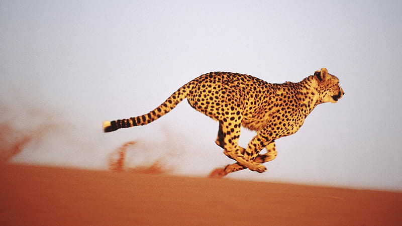 Gaining-Speed-Cheetah-Namibia, gaining-speed, cool, cheetah, namibia, HD wallpaper