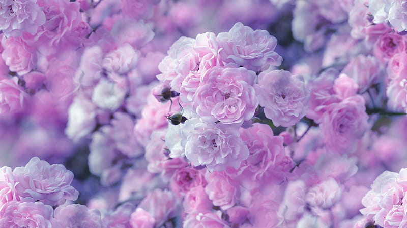 Flowers , Rose, Blossom, Close Up, Earth, Nature, Pastel, Pink Flower foru, HD wallpaper
