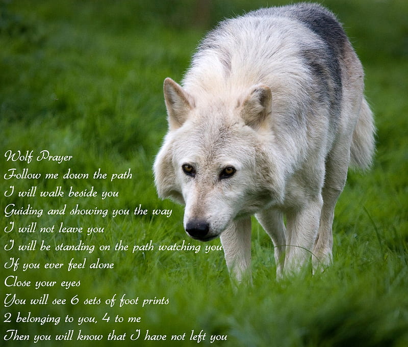 Wolf prayer, wolf, native american, prayer, wolves, HD wallpaper
