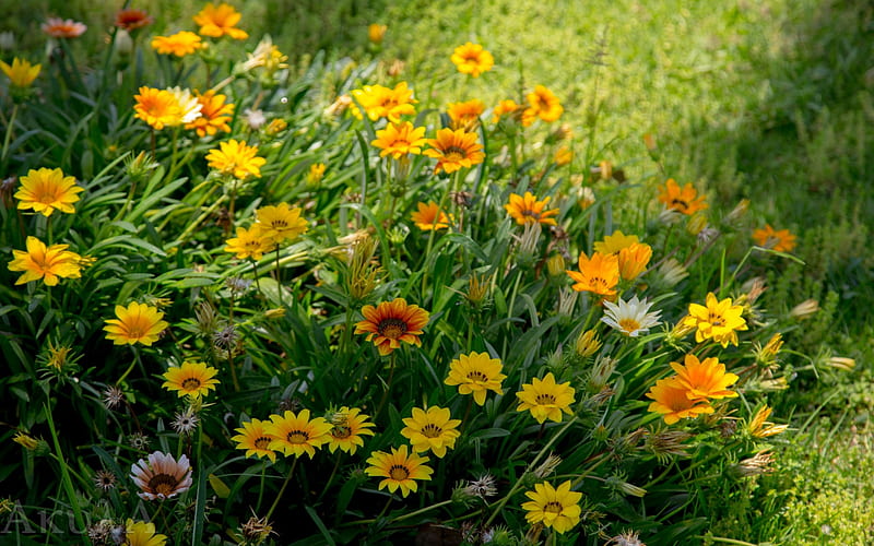 Yellow Flowers, yellow, flowers, nature, meadow, HD wallpaper