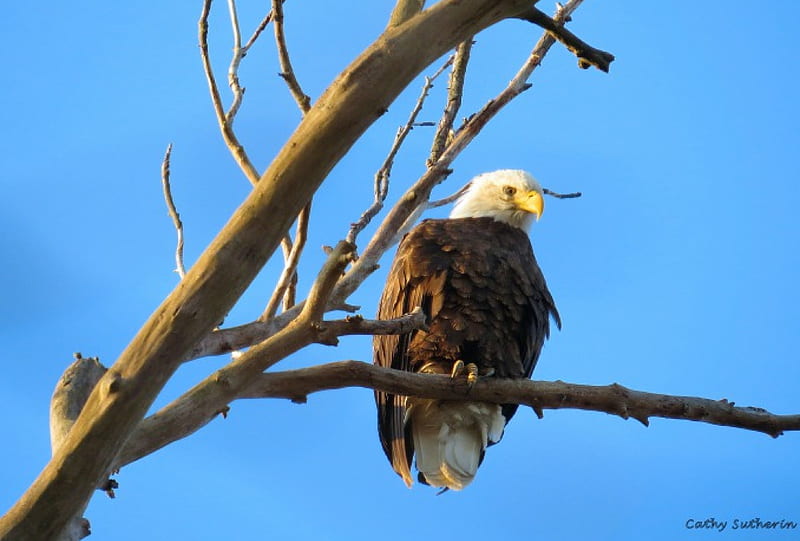 Eagle Spotted, limb, holiday, patriotic, eagle, American, sky, branch, animal, liberty, proud, beak, nature, HD wallpaper