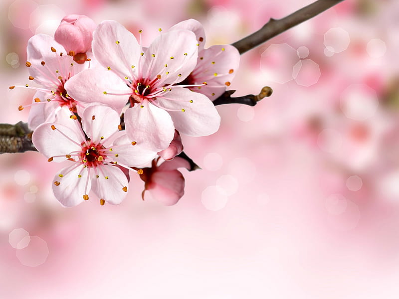 Spring background, pretty, background, bonito, spring, branch, freshness, blossoms, blooming, pink, HD wallpaper