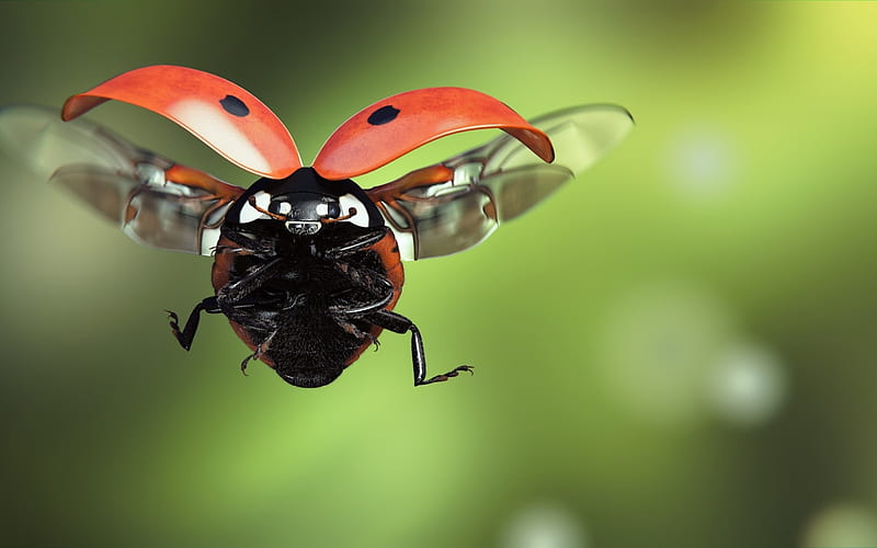 Ladybug, red, fantasy, luminos, green, flying, insect, monteillard damien, HD wallpaper