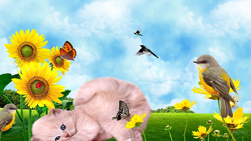Spring Fevers Cat, grass, kitty, birds, firefox persona, cat, sky, clouds, daisies, sunflowers, kitten, HD wallpaper