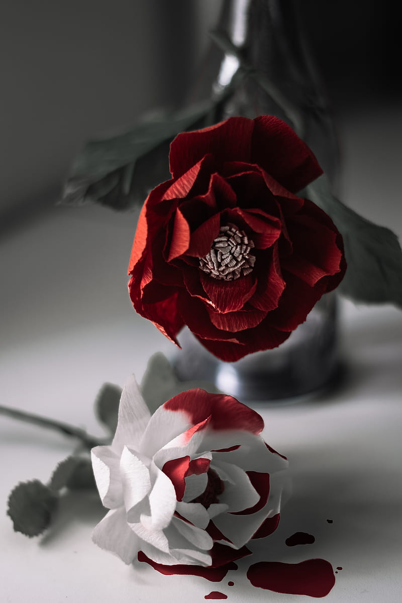 red rose in gray scale, HD phone wallpaper