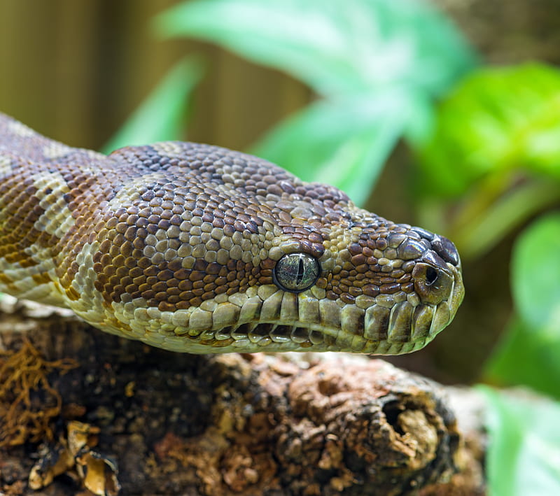 Snakes 8, animals, pets, reptiles, scary, slimy, HD wallpaper