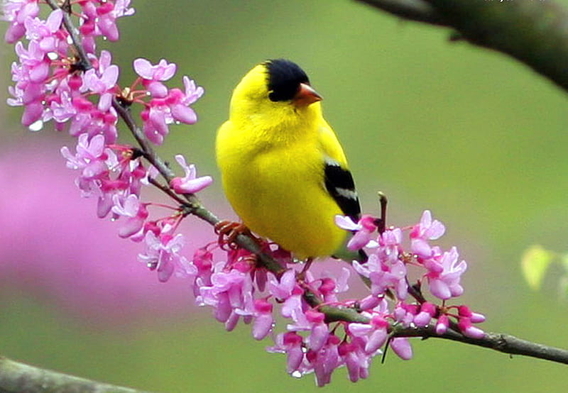 Spring rest stop, bird, flowers, black, yellow, branch, pink, HD wallpaper