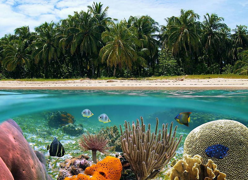 Under the Reef, polynesia, reef, dive, fish, snorkel, sea, atoll, palm trees, beach, lagoon, bora bora, sand, marine, scuba, underwater, exotic, islands, ocean, coral, paradise, island, tahiti, tropical, scene, HD wallpaper