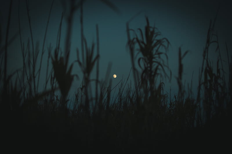 night, moon, twilight, grass, plants, outlines, HD wallpaper