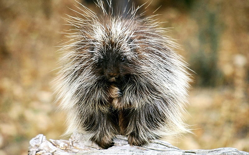 Porcupine and Background, Cute Porcupine, HD wallpaper