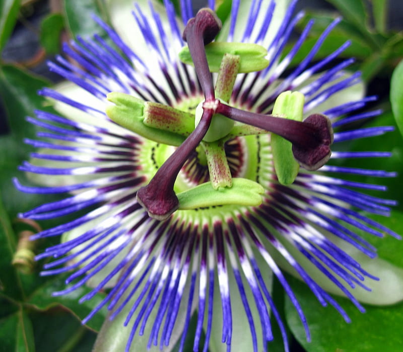 Passion flower, graphy, macro, flower, flowers, nature, spring, HD ...
