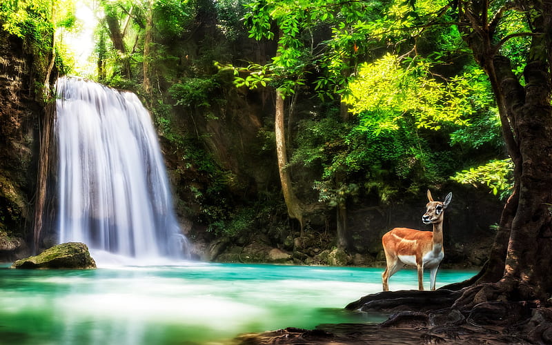 Kanchanaburi, forest, waterfall, deer, Erawan National Park, Thailand, HD wallpaper