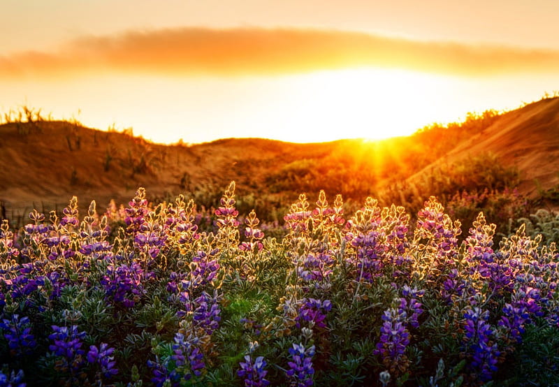 Sunset over the Mountains, colorful, sun, california, woods, sunset, american, lupines, beach, sunflowers, bright light, bright, baker beach, flowers, sun rays, fields, sunrise, sky line, horizon, glowing, waterfront, sexy, san francisco, rays, first sun rays, red flowers, HD wallpaper