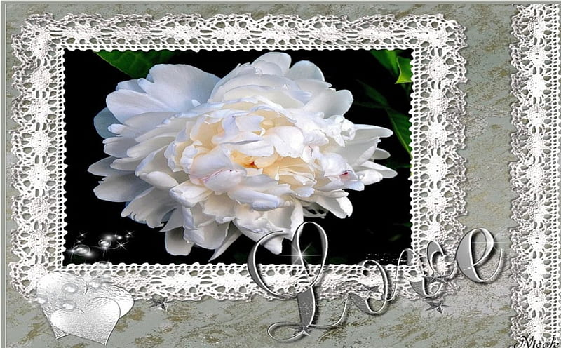 Love, rose, composition, flower, nature, framed, HD wallpaper