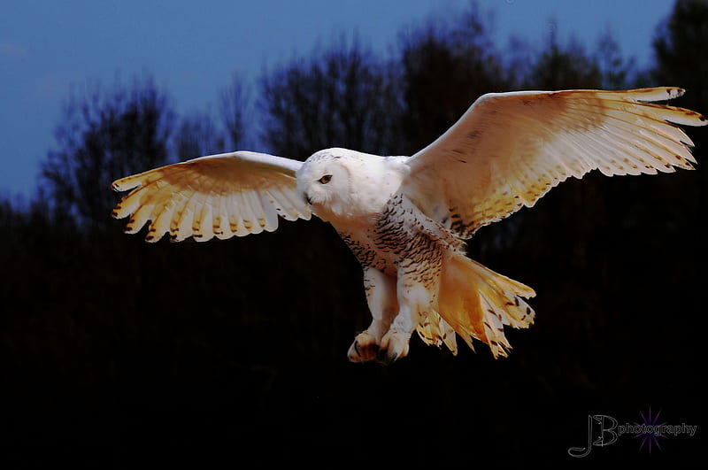 SNOWY OWL, owl, landing, wings, white, HD wallpaper | Peakpx