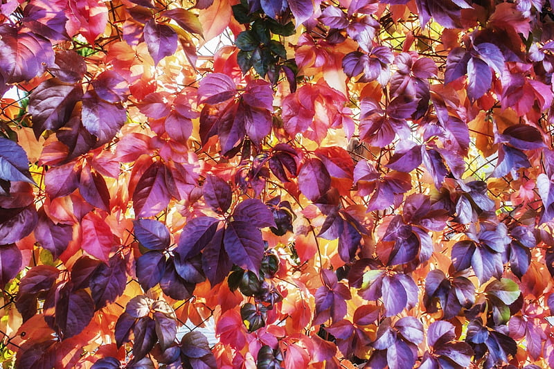 Autumn leaves, red, autumn, purple, texture, yellow, leaf, HD wallpaper