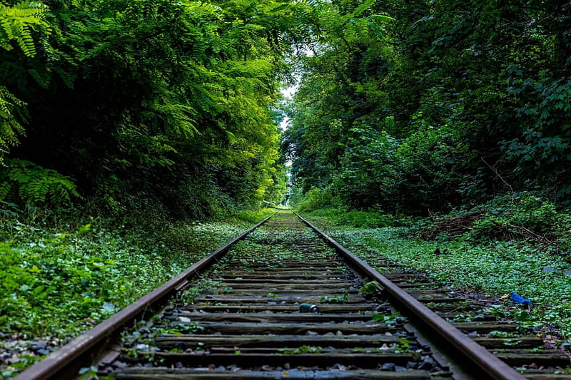 Take me Away Train...., forest, tree, nature, train, HD wallpaper
